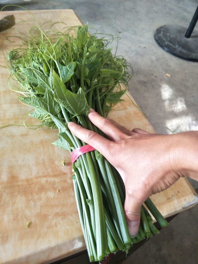 龙须菜嫩