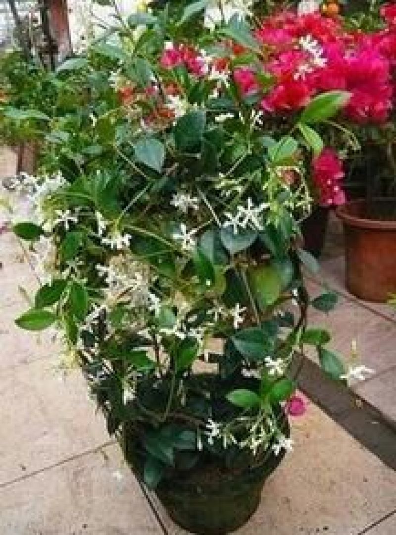 茉莉花不含盆