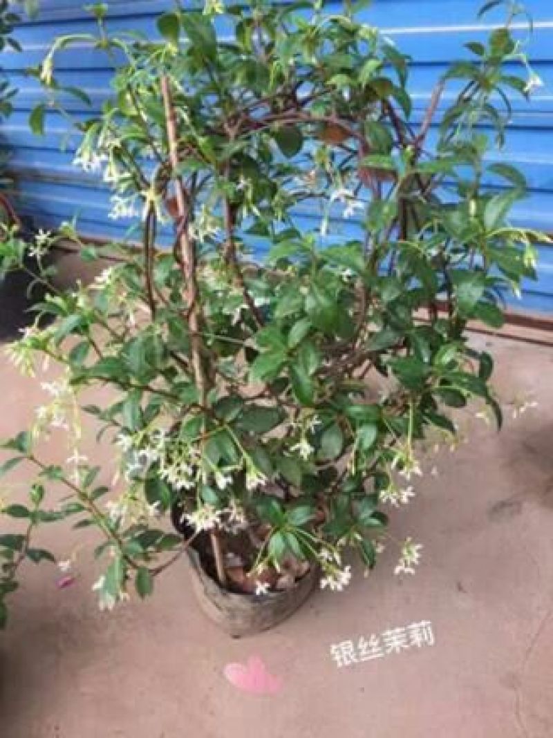 茉莉花不含盆