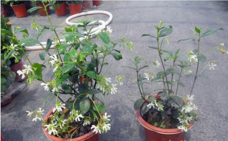 茉莉花不含盆
