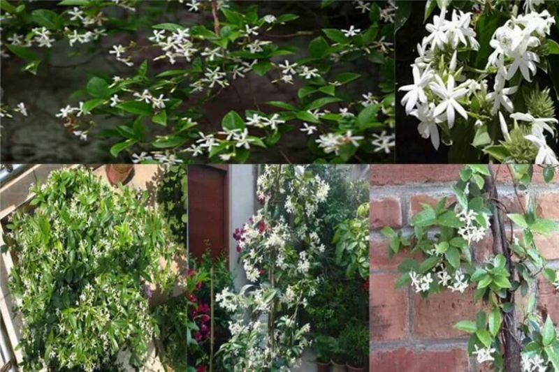 茉莉花不含盆
