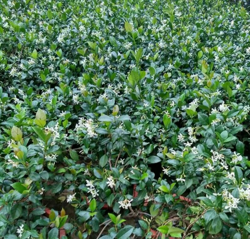 茉莉花不含盆
