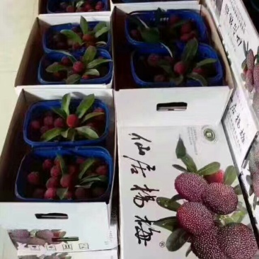 仙居杨梅3~4cm