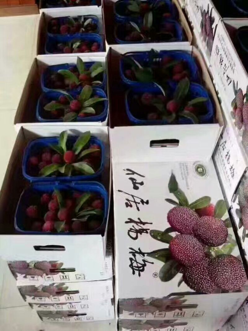仙居杨梅3~4cm
