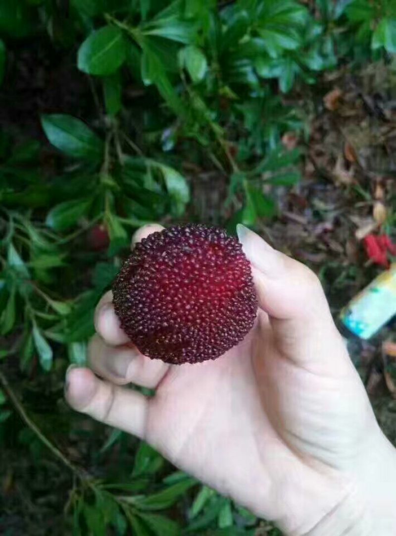 仙居杨梅3~4cm