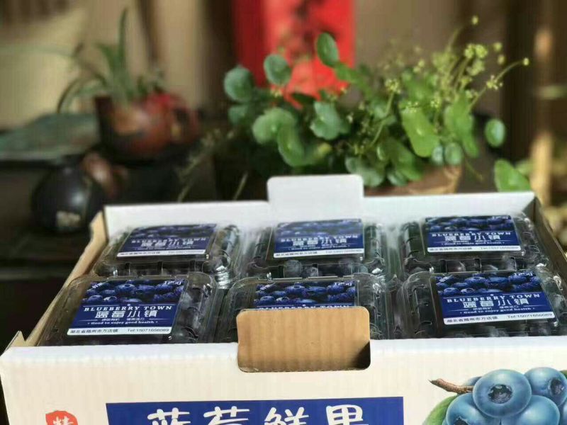 蓝莓奥尼儿布里吉塔