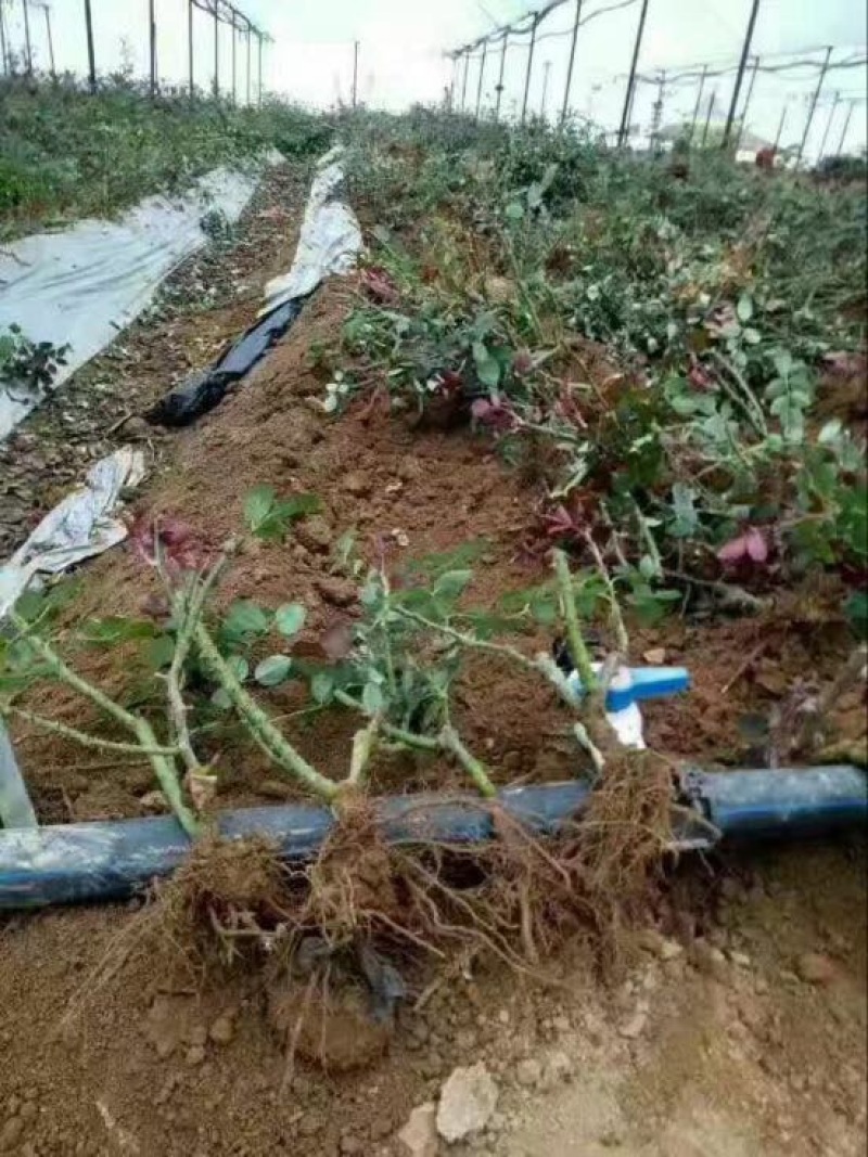 玫瑰苗