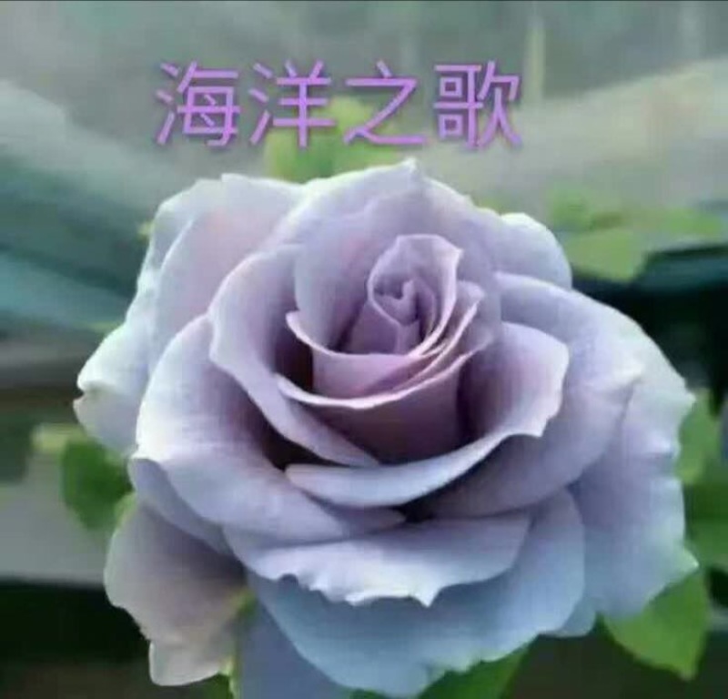 玫瑰苗