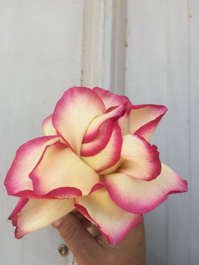 玫瑰苗