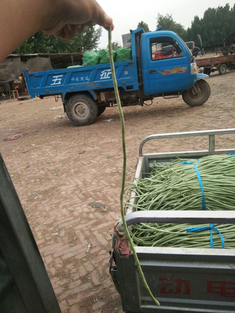 长豆角60厘米以上