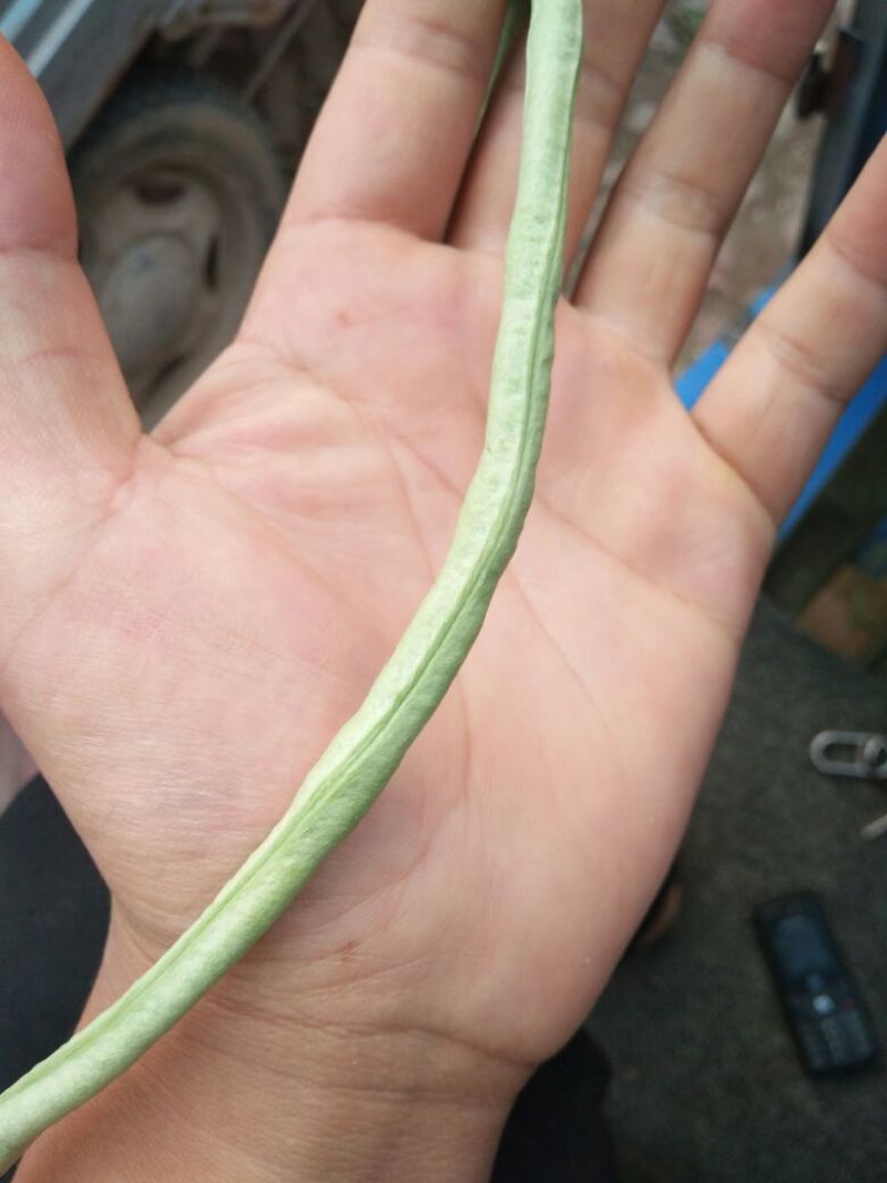 长豆角60厘米以上