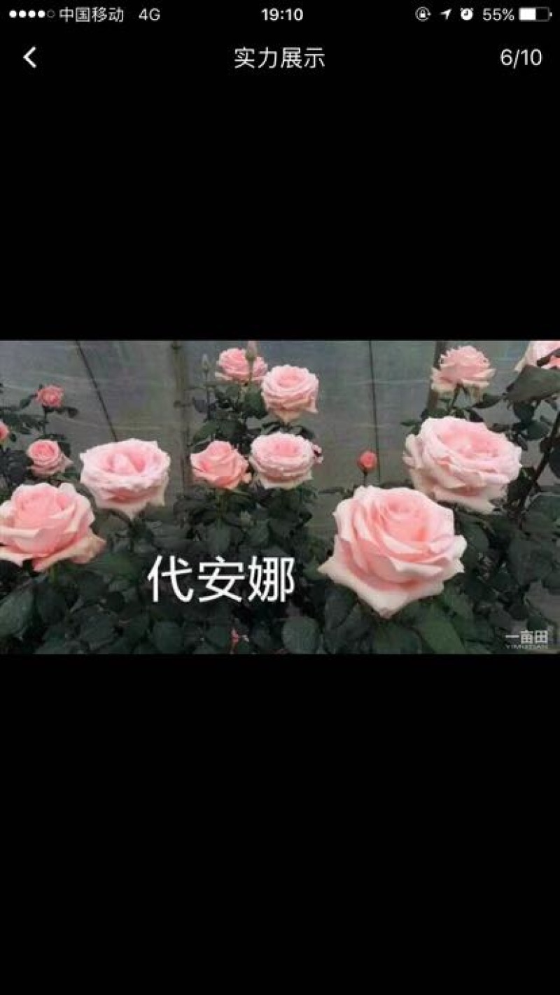 玫瑰苗