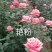 玫瑰苗