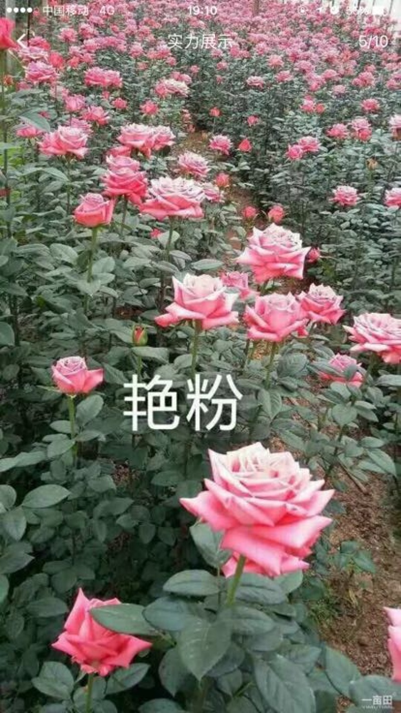 玫瑰苗