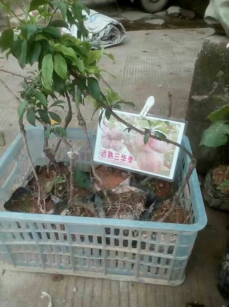 三华李树苗10~20cm