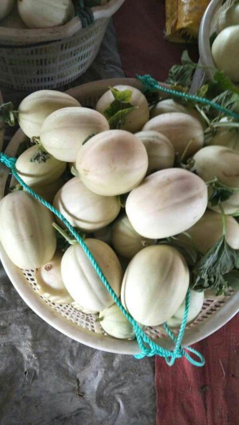 东方蜜1号甜瓜1斤以上统货