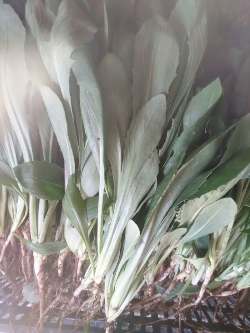 芝麻菜