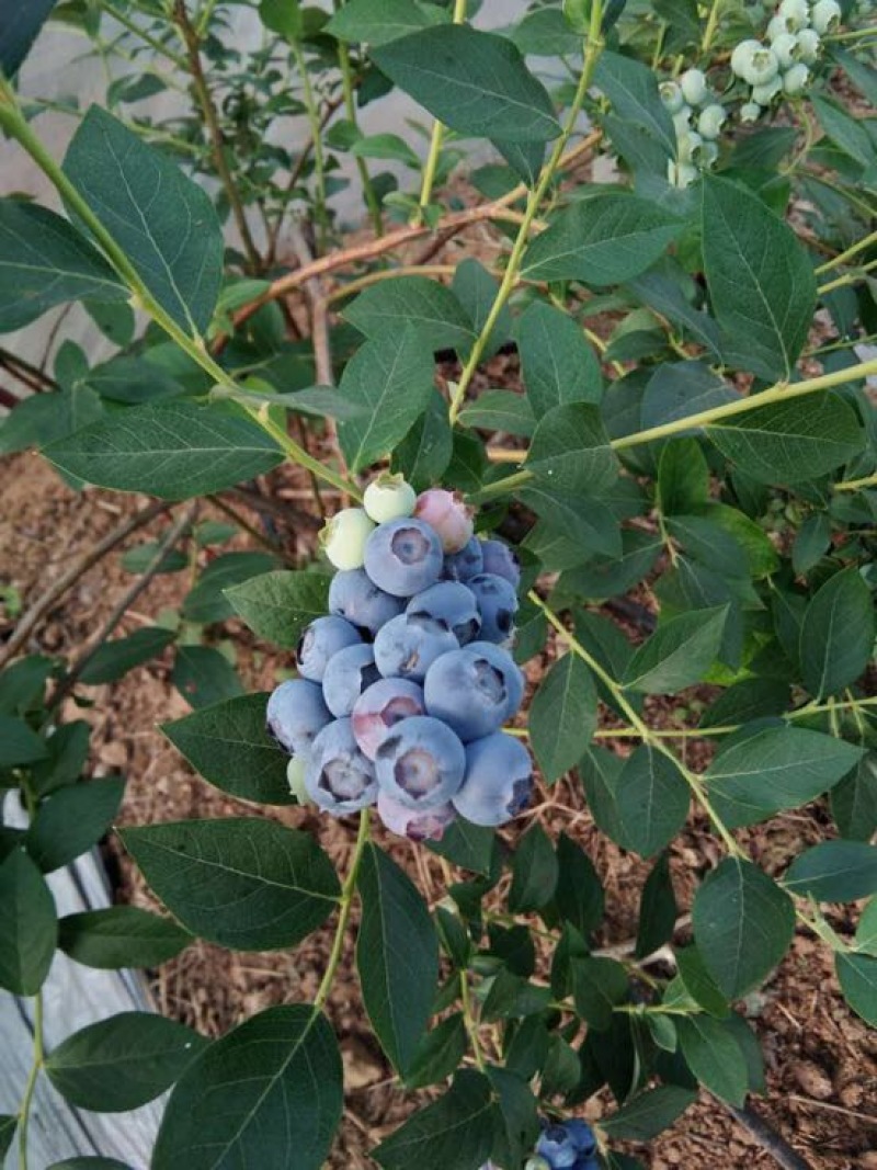 蓝莓