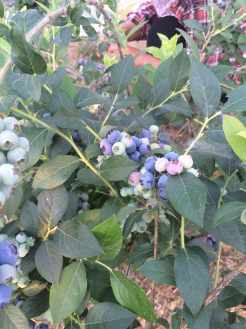 蓝莓
