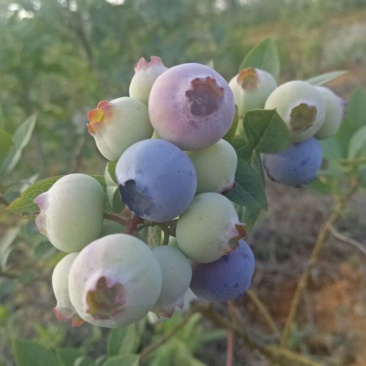 蓝莓鲜果12~14mm以上