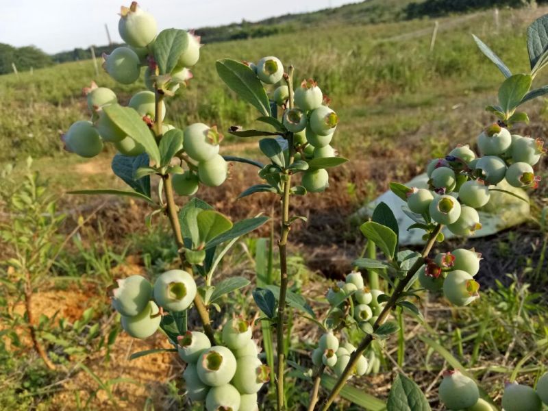 蓝莓鲜果12~14mm以上
