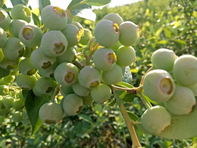 蓝莓鲜果12~14mm以上