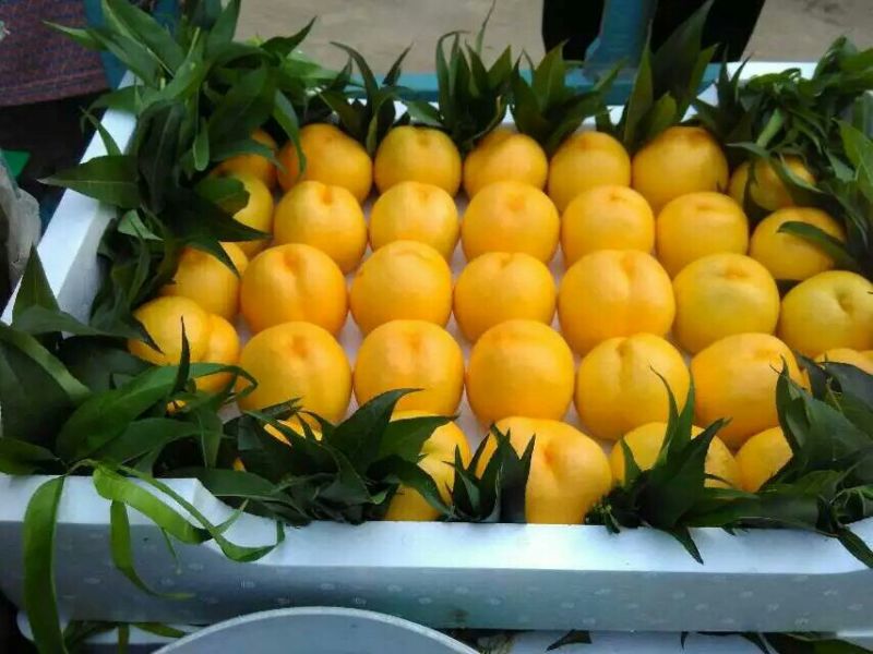油四套袋大黄油桃