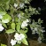 美登蓝莓鲜果4~6mm以上