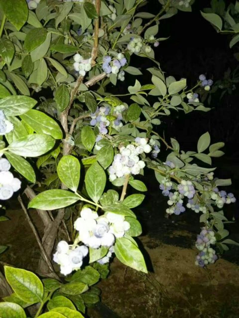 美登蓝莓鲜果4~6mm以上