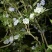 美登蓝莓鲜果4~6mm以上