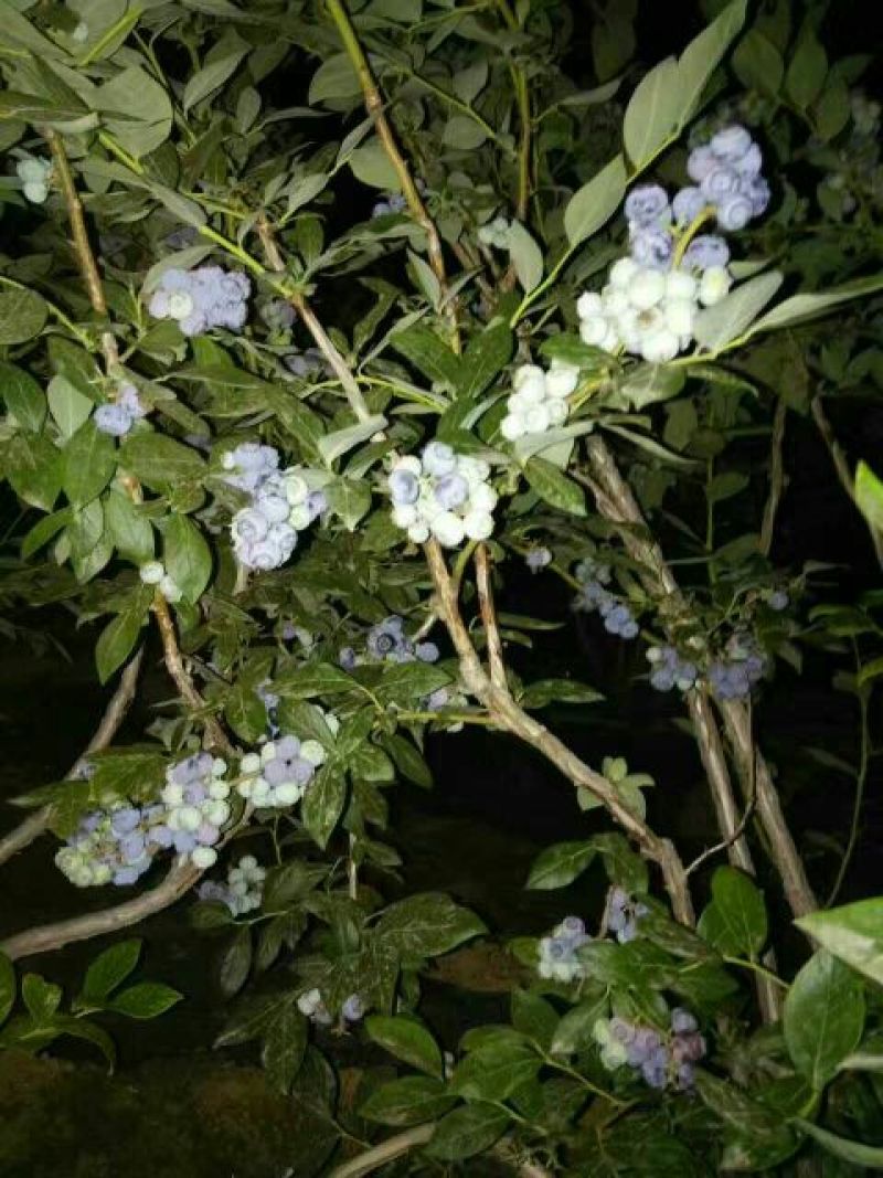 美登蓝莓鲜果4~6mm以上
