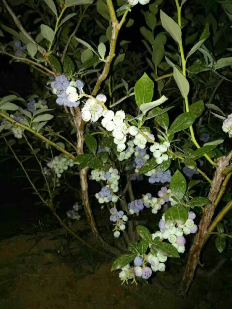 美登蓝莓鲜果4~6mm以上