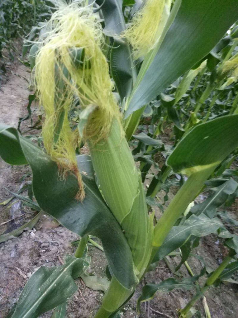 菜用玉米1%