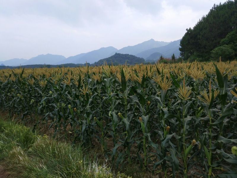 菜用玉米1%