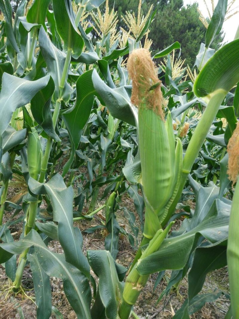 菜用玉米1%