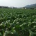 菜用玉米1%
