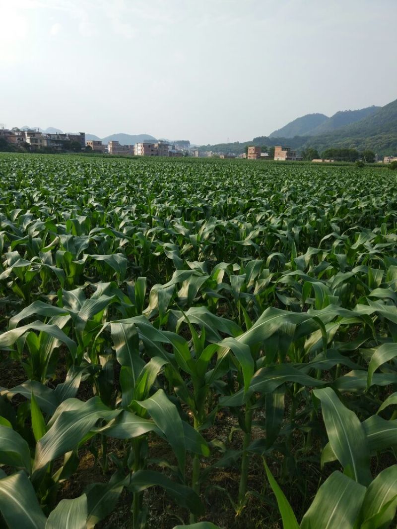 菜用玉米1%