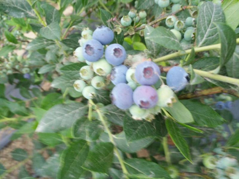 蓝丰蓝莓鲜果8~10mm以上