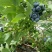 蓝丰蓝莓鲜果8~10mm以上