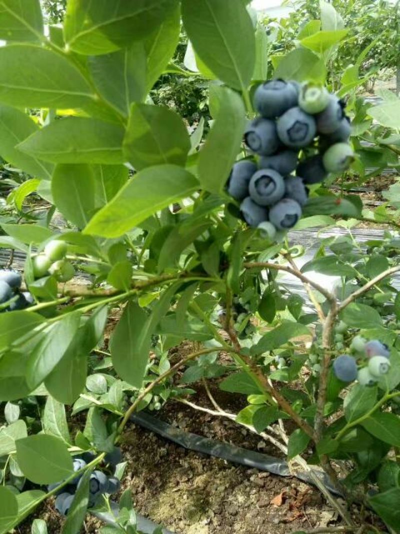 蓝丰蓝莓鲜果8~10mm以上