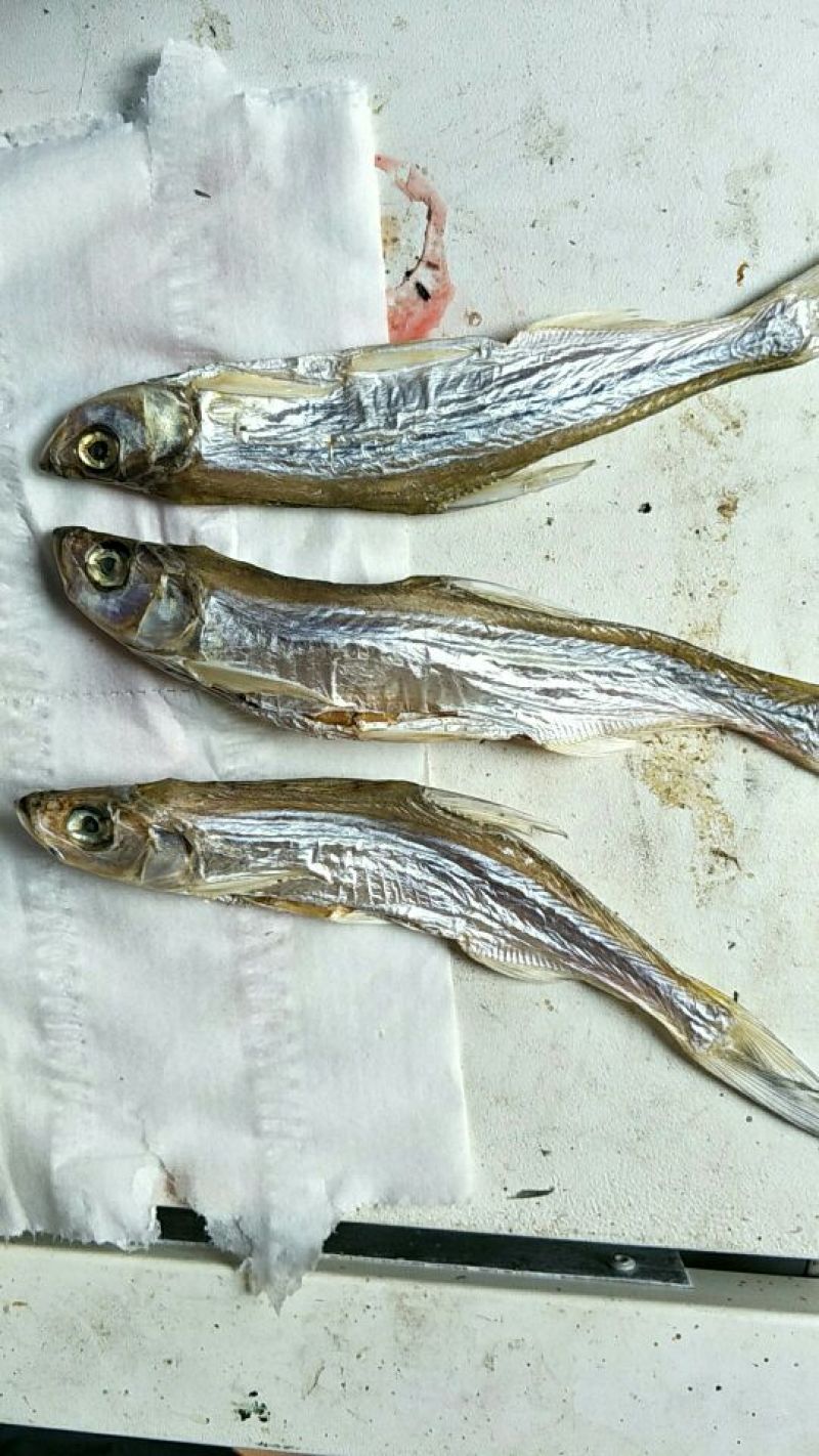 火焙鱼稻谷香味