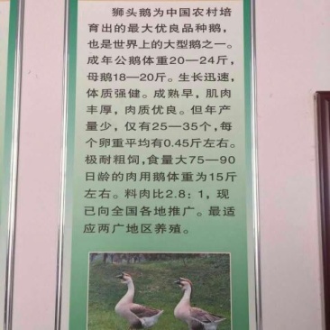 狮头鹅苗250g以下
