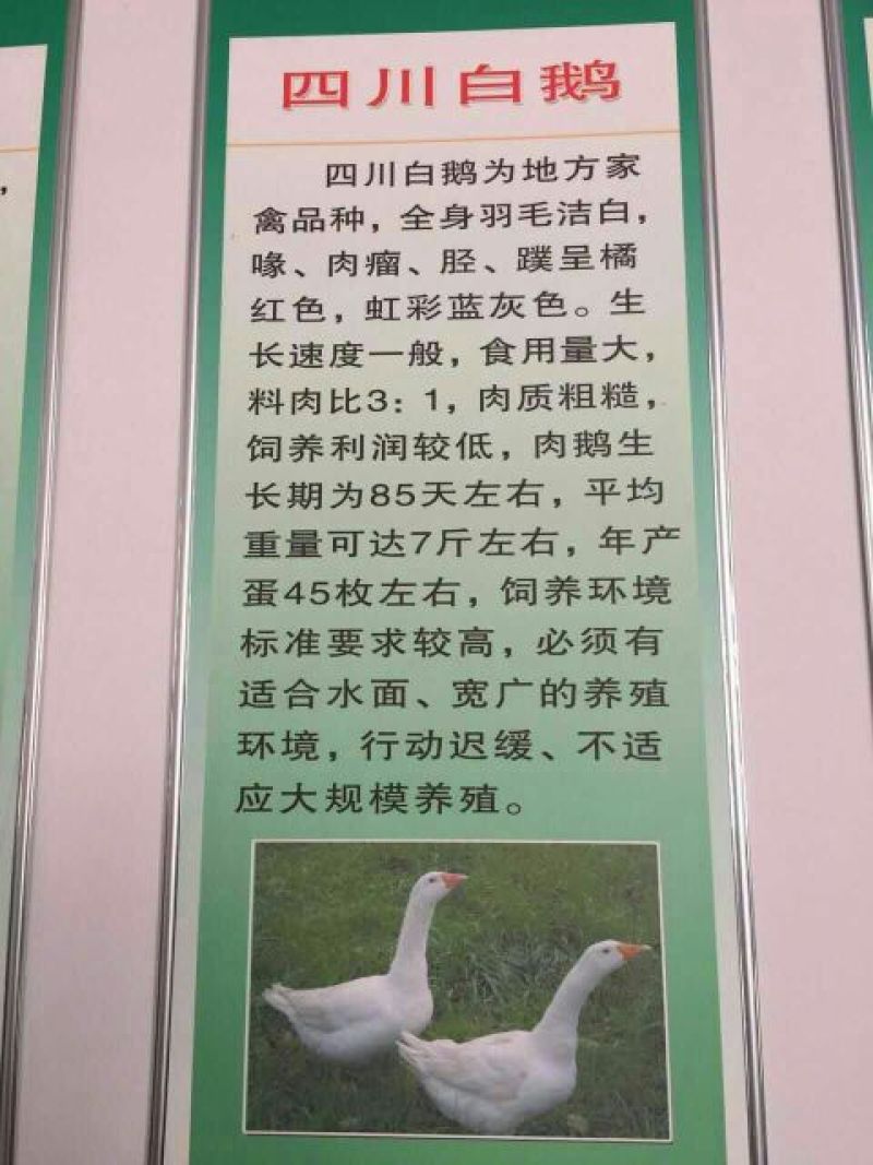 狮头鹅苗250g以下