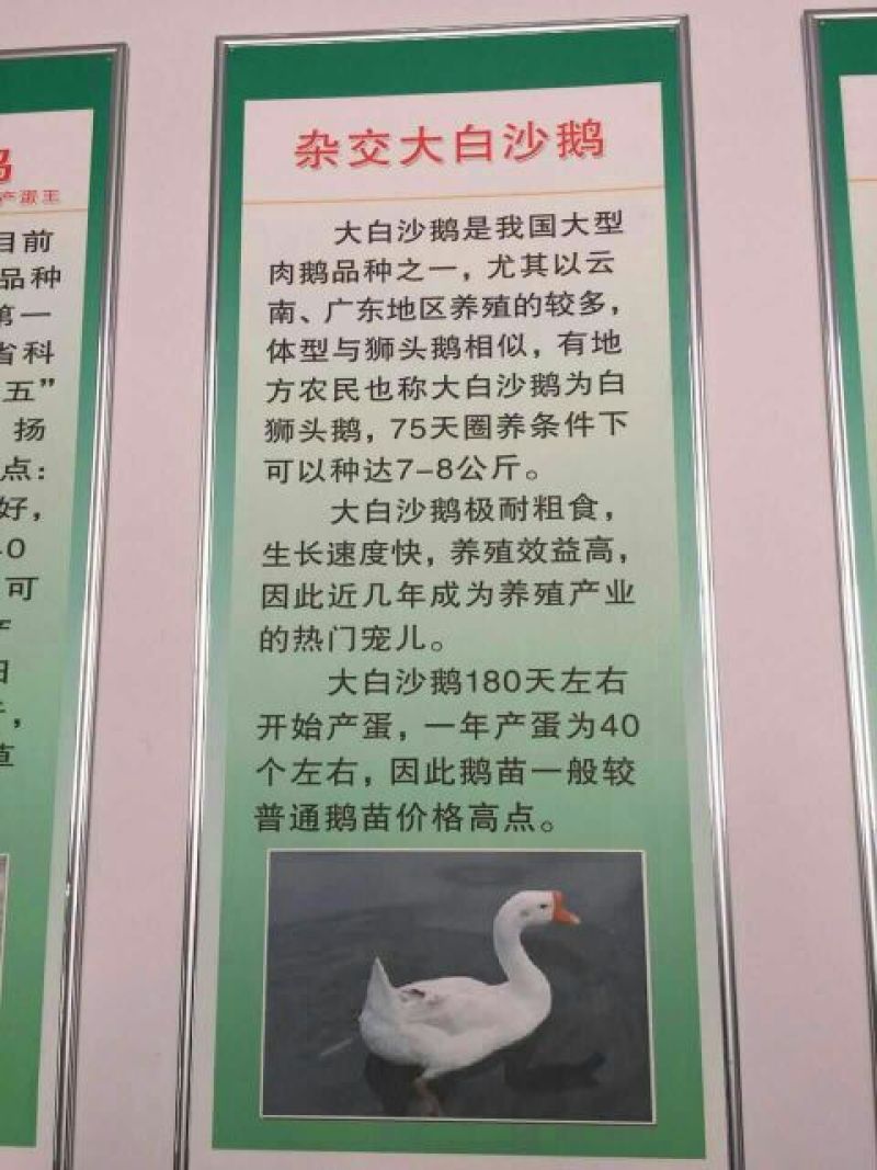 狮头鹅苗250g以下