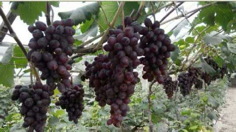 黑巴拉多葡萄1~2斤5%以下