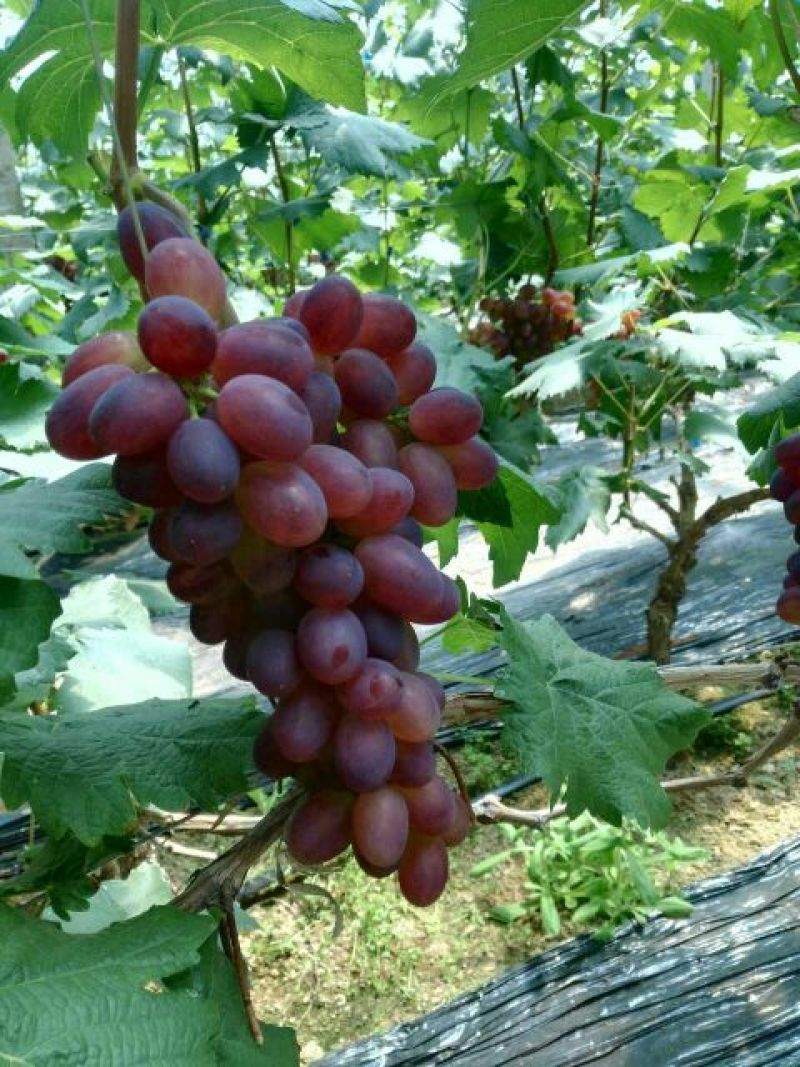 黑巴拉多葡萄1~2斤5%以下