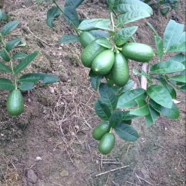 香水柠檬树苗
