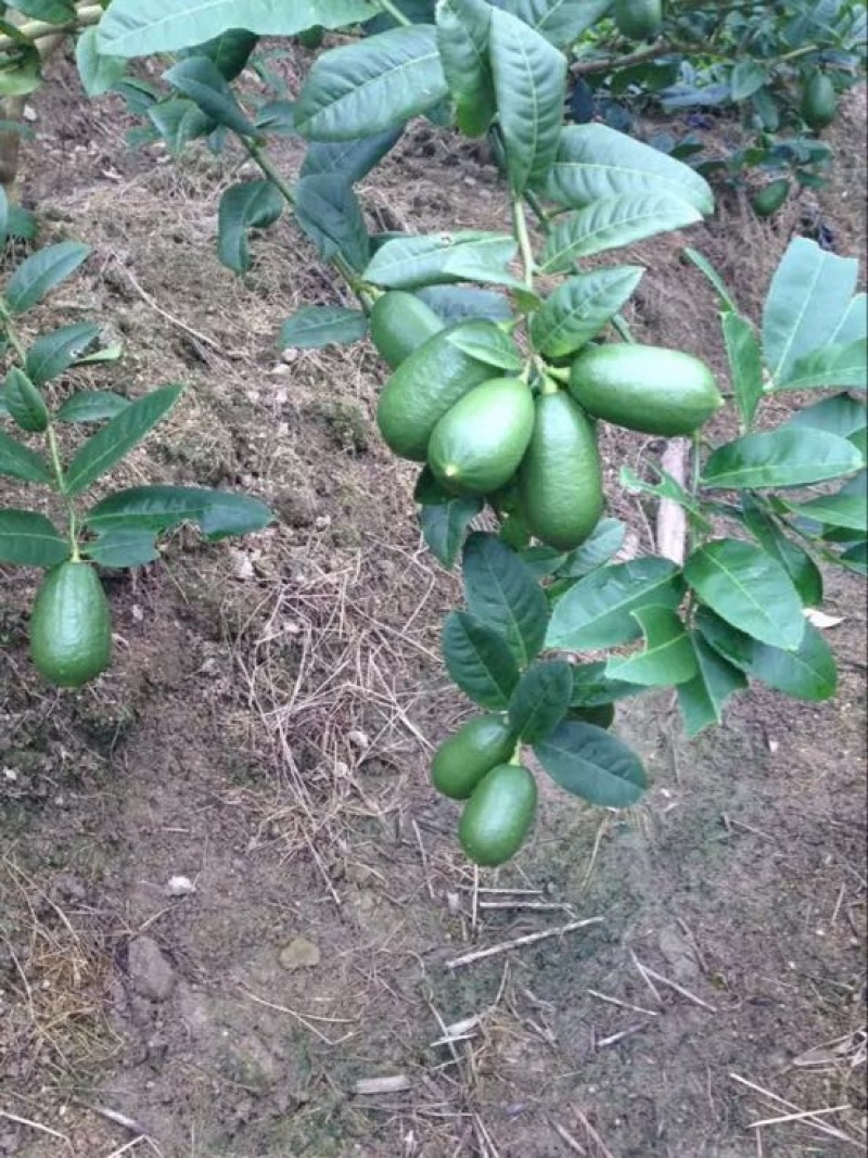 香水柠檬树苗