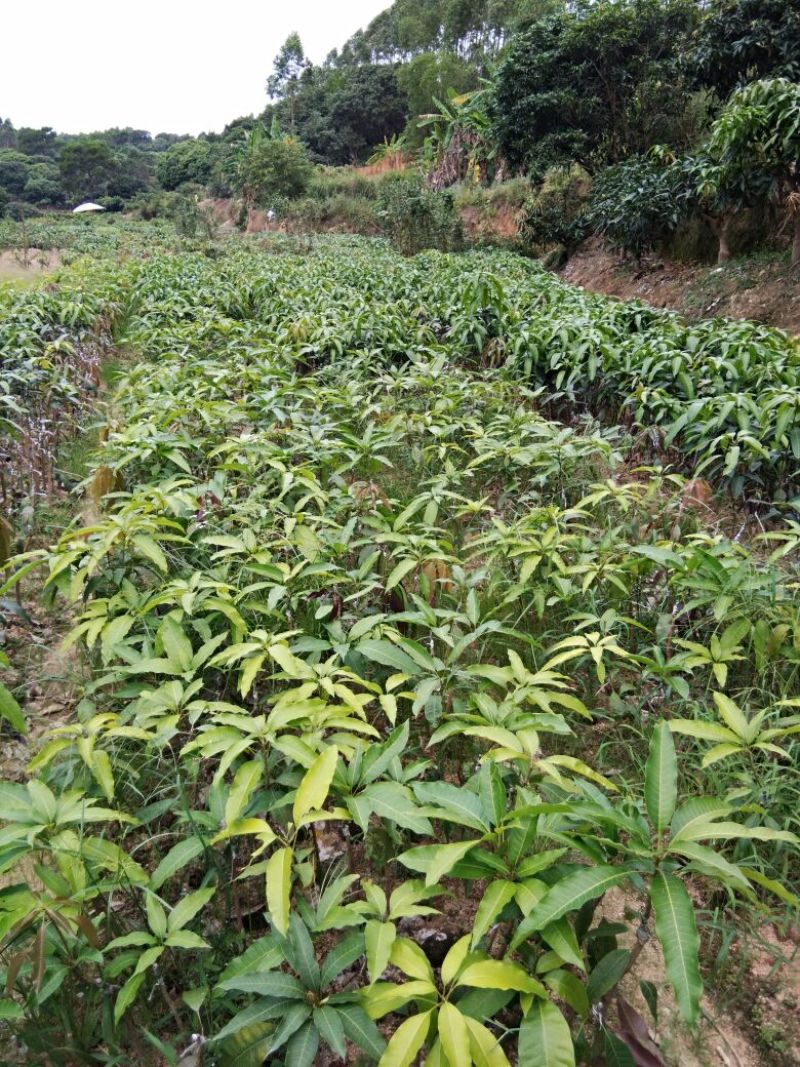 金煌芒树苗1~1.5m
