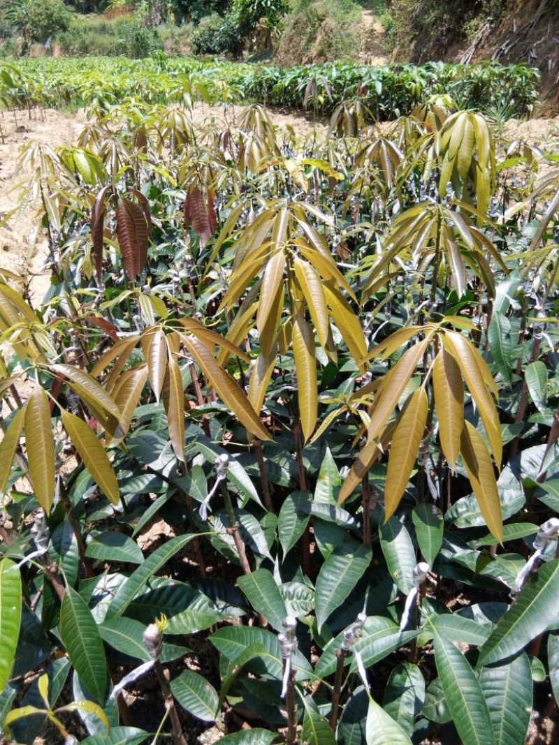 金煌芒树苗1~1.5m